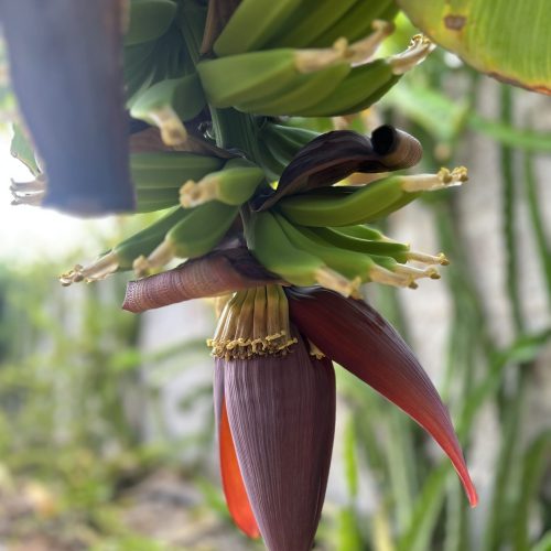 Racimo de plátanos verdes en plantación local de Fuerteventura